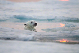 Illustration for article titled The best nature photo of the year is this badass polar bear